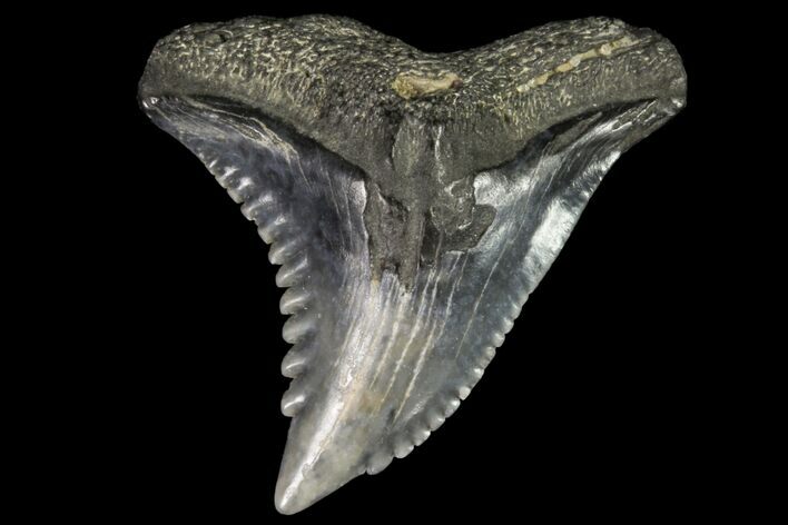 Hemipristis Shark Tooth Fossil - Virginia #96542